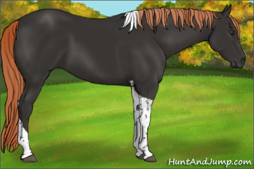 Horse Color:Liver Chestnut Tobiano 