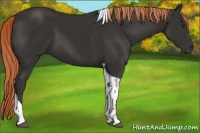 Horse Color:Liver Chestnut Tobiano