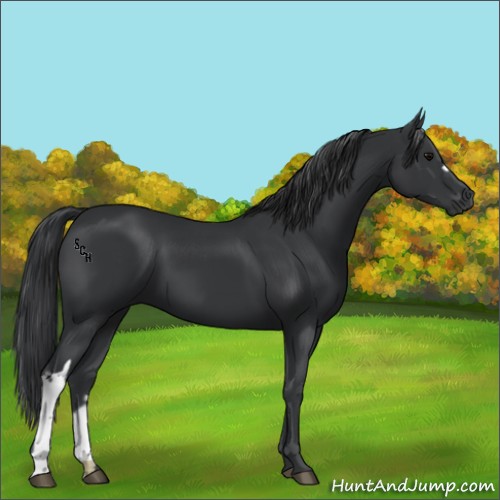 Horse Color:Black  and Black 
