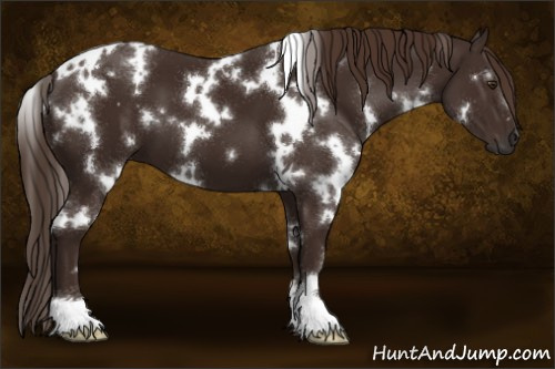Horse Color:White Spotted Liver Chestnut 