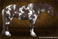 Horse Color:White Spotted Liver Chestnut 