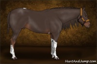 Horse Color:Liver Chestnut Tobiano 