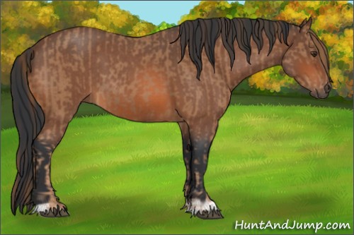 Horse Color:Red Roan Rabicano and Bay Roan