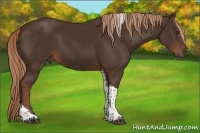 Horse Color:Liver Chestnut Tobiano