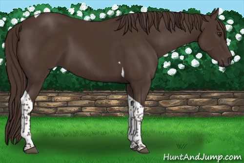 Horse Color:Liver Chestnut Tobiano