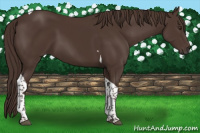 Horse Color:Liver Chestnut Tobiano