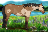 Horse Color:Bay Dun Sabino Rabicano and Gray Bay Dun Sabino Rabicano