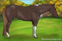 Horse Color:Liver Chestnut Tobiano 