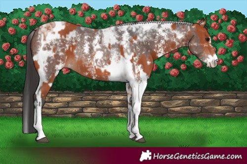 Horse Color:Bay Sabino Tobiano Rabicano and Bay Sabino Tobiano Rabicano