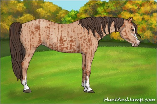 Horse Color:Bay Sabino Rabicano  and Amber Champagne Sabino Rabicano 