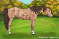 Horse Color:Bay Sabino Rabicano  and Amber Champagne Sabino Rabicano 