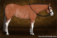 Horse Color:Bay Sabino Rabicano and Bay Sabino Rabicano