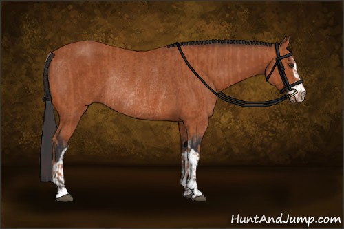 Horse Color:Bay Sabino Rabicano  and Bay Sabino Rabicano 