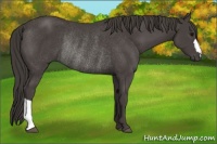 Horse Color:Smoky Black Rabicano 