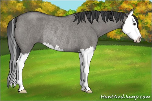 Horse Color:Grullo Roan Sabino Splash Rabicano 