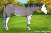 Horse Color:Grullo Roan Sabino Splash Rabicano 