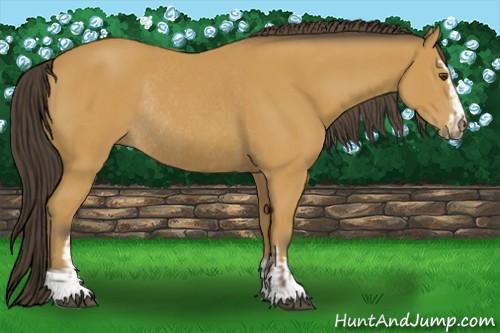 Horse Color:Buckskin Sabino Rabicano  and Buckskin Sabino Rabicano 