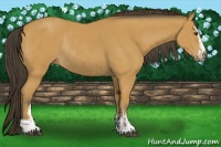Horse Color:Buckskin Sabino Rabicano  and Buckskin Sabino Rabicano 