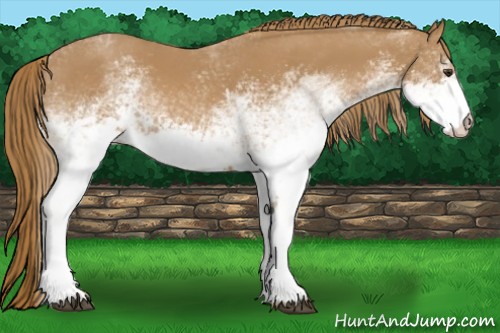 Horse Color:White Spotted Chestnut 