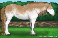 Horse Color:White Spotted Chestnut 