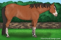 Horse Color:Bay Sabino Rabicano and Bay Sabino Splash Rabicano
