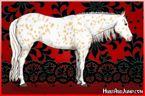 Horse Color:Palomino Appaloosa 
