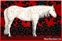 Horse Color:Palomino Appaloosa 