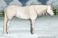 Horse Color:Perlino Sabino Rabicano and Perlino Sabino Splash Rabicano