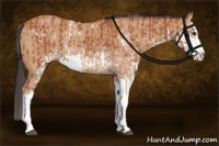 Horse Color:Bay Sabino Rabicano and Bay Dun Sabino Rabicano