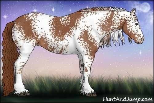 Horse Color:White Spotted Chestnut 