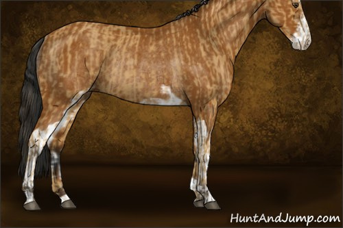 Horse Color:Buckskin Sabino Rabicano and Gray Buckskin Sabino Rabicano