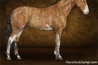 Horse Color:Buckskin Sabino Rabicano and Gray Buckskin Sabino Rabicano