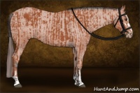 Horse Color:Bay Sabino Rabicano  and Bay Sabino Appaloosa Rabicano 