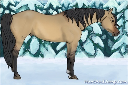 Horse Color:Bay Dun 