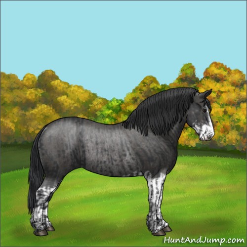 Horse Color:Black Sabino Rabicano and Black Sabino Rabicano
