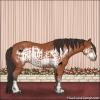 Horse Color:Bay Sabino Rabicano  and Bay Sabino Frame Rabicano 