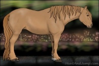 Horse Color:Chestnut Rabicano