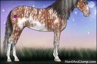 Horse Color:Bay Sabino Rabicano  and Bay Sabino Frame Rabicano 