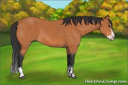 Horse Color:Bay and Bay Splash