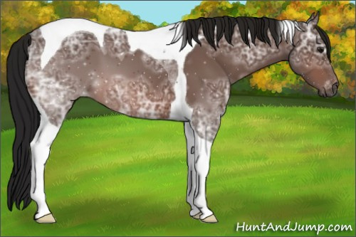 Horse Color:Gray Bay Ice Tobiano Appaloosa 