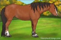 Horse Color:Bay Sabino Rabicano  and Bay Sabino 