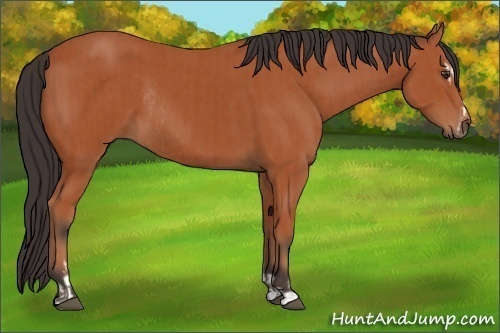 Horse Color:Bay Sabino Rabicano  and Bay Sabino Rabicano 