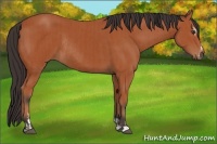 Horse Color:Bay Sabino Rabicano and Bay Sabino Rabicano