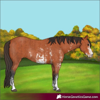 Horse Color:Bay Sabino Rabicano  and Bay Sabino Rabicano 