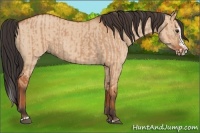 Horse Color:Bay Dun Sabino Rabicano  and Bay Dun Sabino Splash Rabicano 