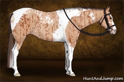 Horse Color:Bay Sabino Tobiano Rabicano and Amber Champagne Sabino Tobiano Rabicano