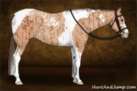 Horse Color:Bay Sabino Tobiano Rabicano and Amber Champagne Sabino Tobiano Rabicano