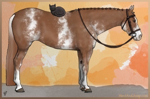 Horse Color:White Spotted Chestnut Sabino