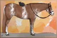Horse Color:White Spotted Chestnut Sabino