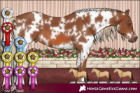 Horse Color:White Spotted Chestnut 